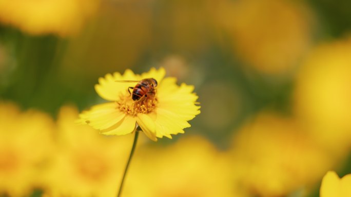 4K蜜蜂在黄色花朵上采蜜特写【合集】