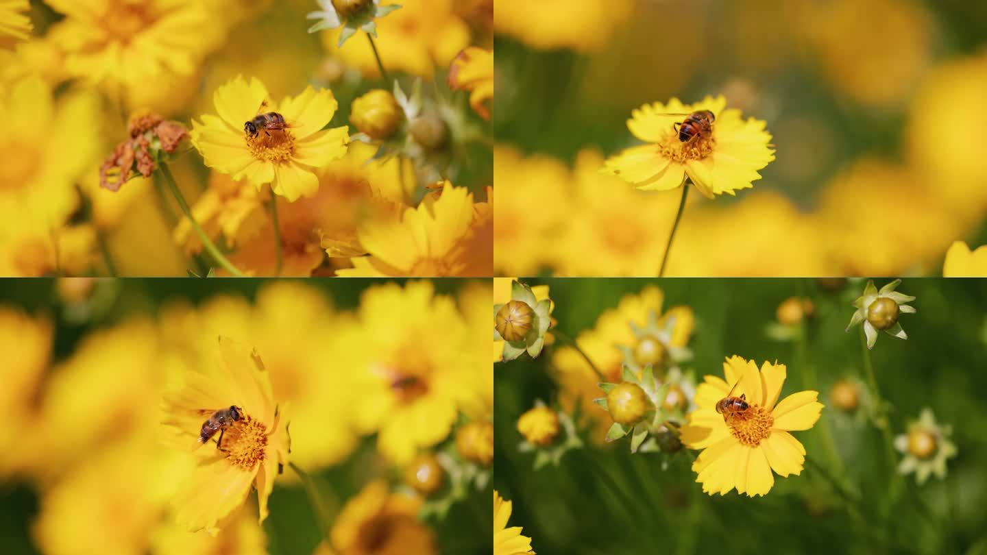 4K蜜蜂在黄色花朵上采蜜特写【合集】