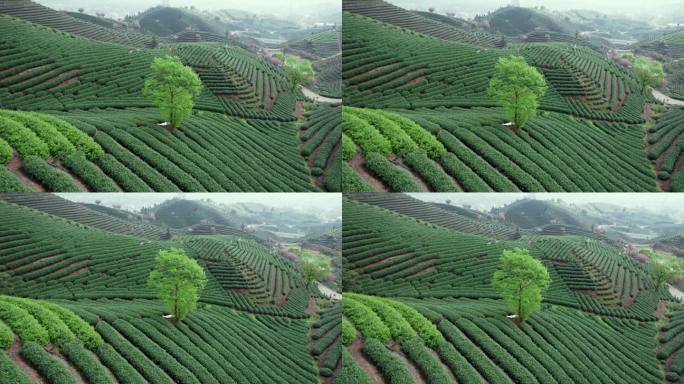 高山茶园 樱花