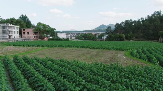 乡村农业，烟叶种植地