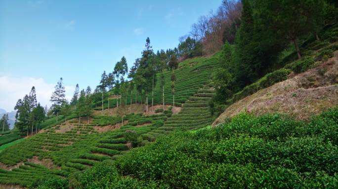 【正版素材】都匀茶山0814