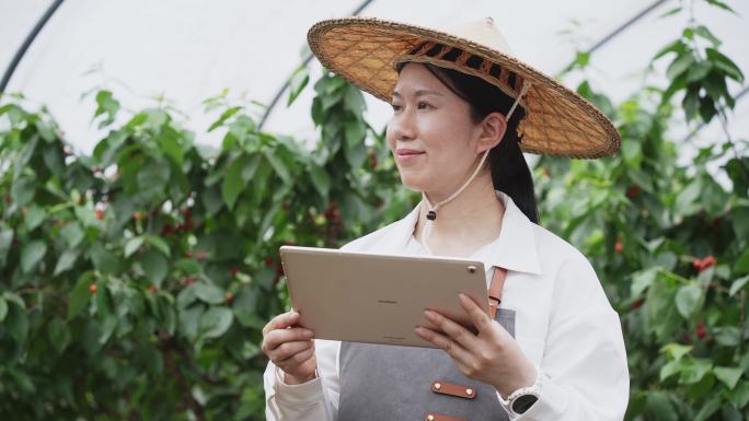 女性农技师拿着平板电脑在樱桃园