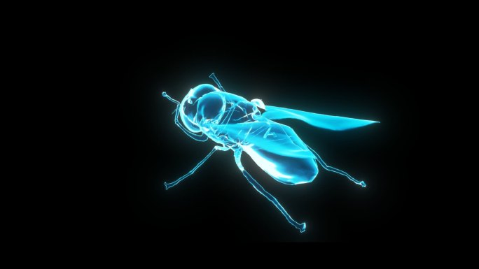 蓝色全息苍蝇动画素材带通道