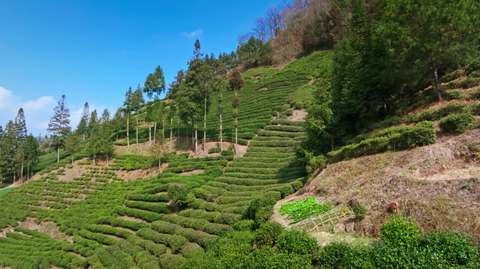 【正版素材】都匀茶山0820