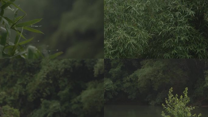 自然 清新 雨 小雨