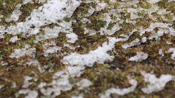 雪后虫草山