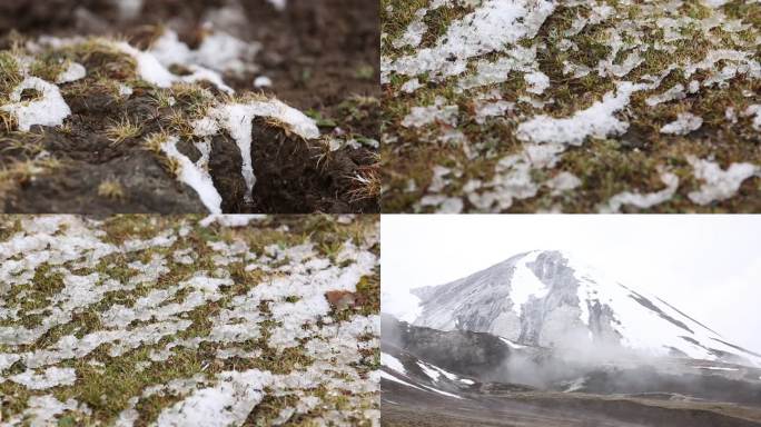 雪后虫草山