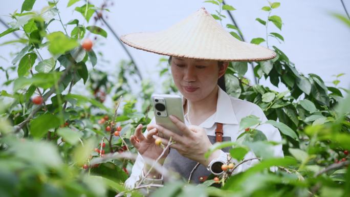 中年女性在果园采摘小樱桃