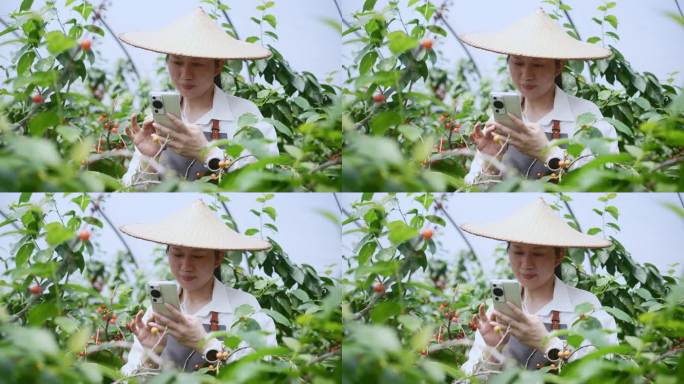 中年女性在果园采摘小樱桃