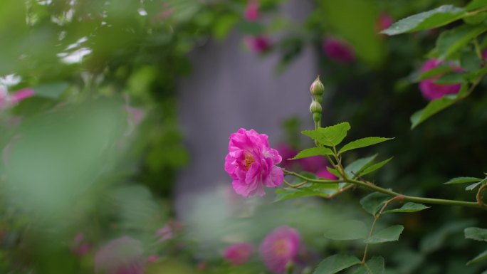 雨后唯美蔷薇花 月季花