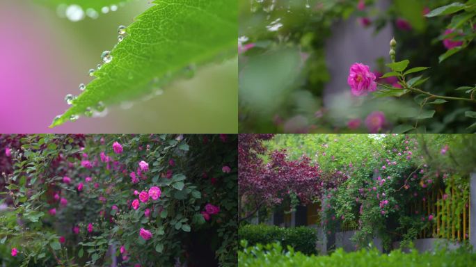 雨后唯美蔷薇花 月季花