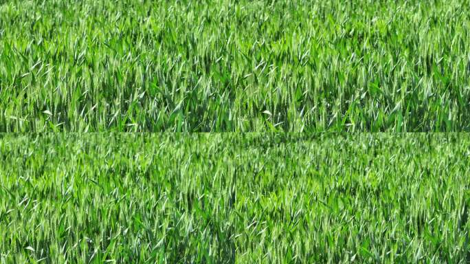 航拍文登昆嵛山下张格庄村的麦田