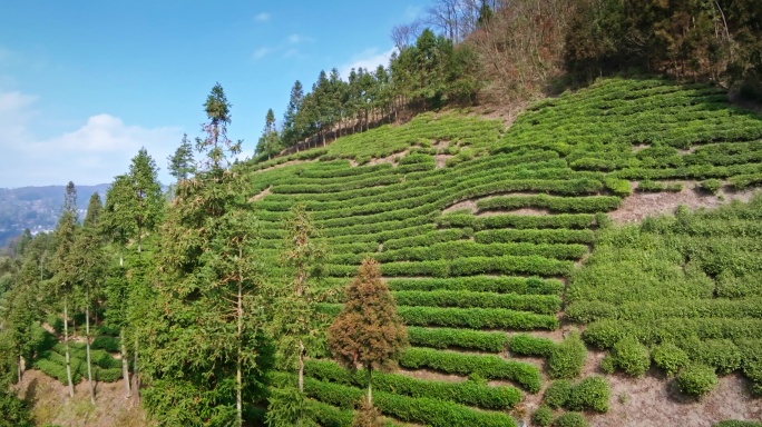 【正版素材】都匀茶山0816