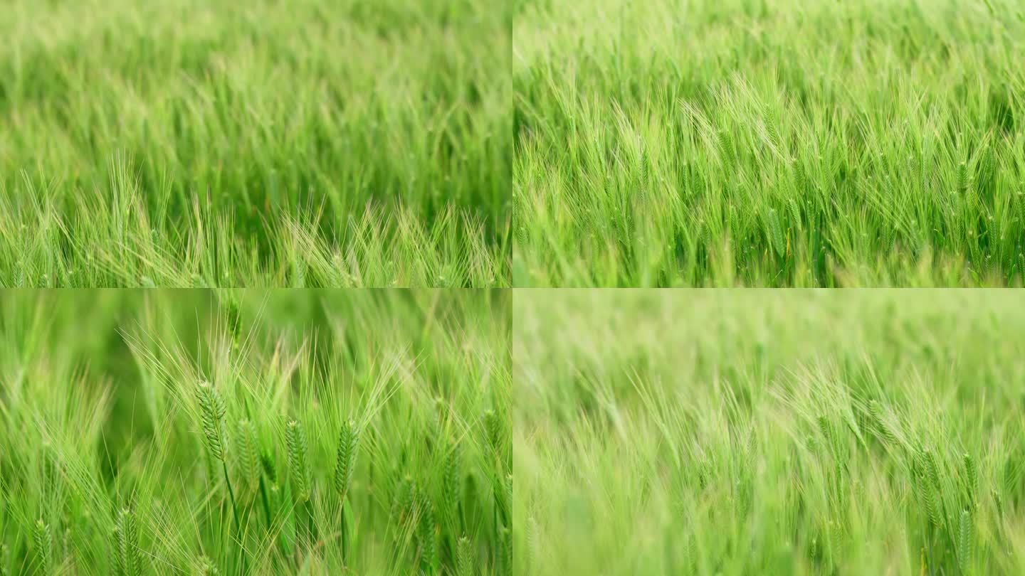 【4K】绿色大麦  麦子  麦穗