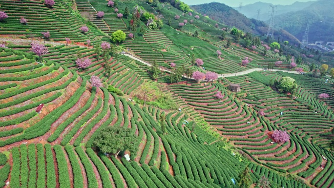 高山茶园 樱花