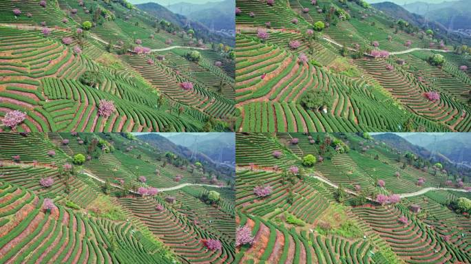 高山茶园 樱花