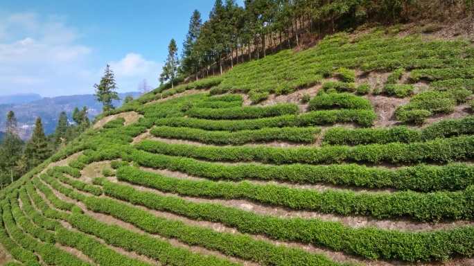 【正版素材】都匀茶山0817