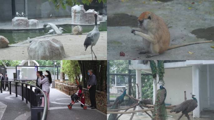 小朋友逛动物园（4K50帧）