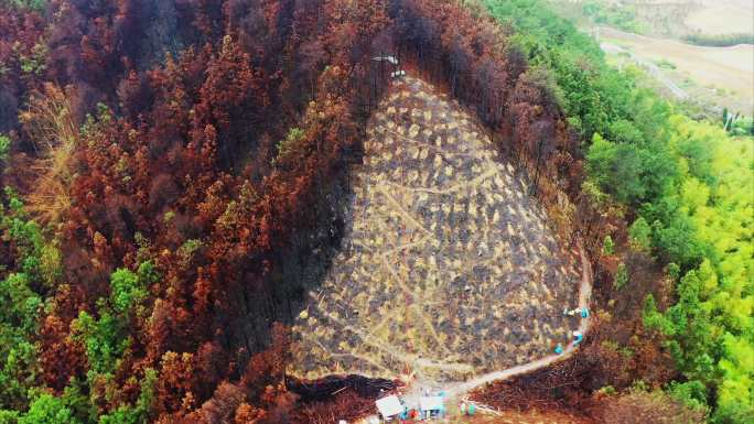 重庆北碚缙云山山火后续植树航拍