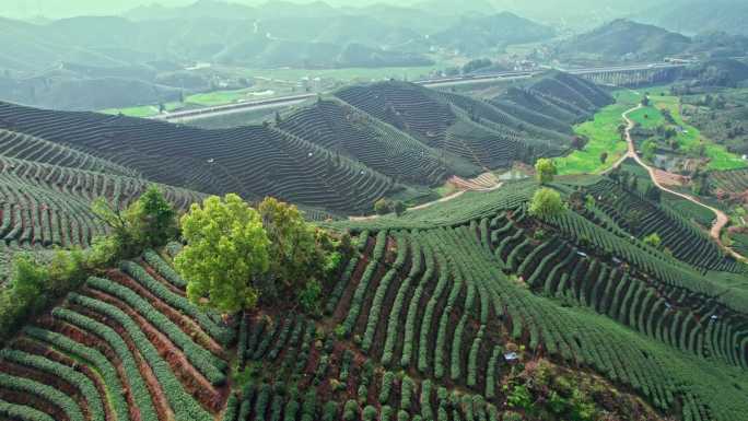 高山茶园 樱花