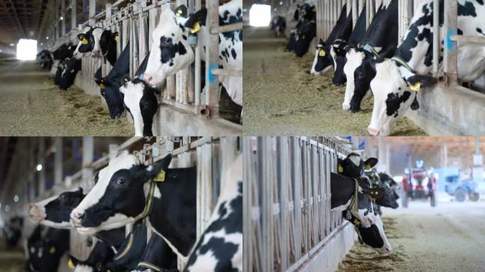 【4K】奶牛 喂养  养殖  乳制品企业