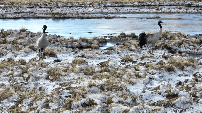 航拍西藏黑颈鹤