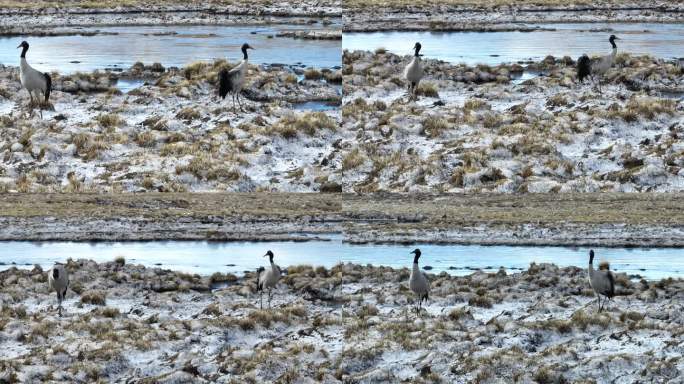 航拍西藏黑颈鹤