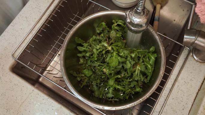 处理马齿苋野菜清洗 (2)