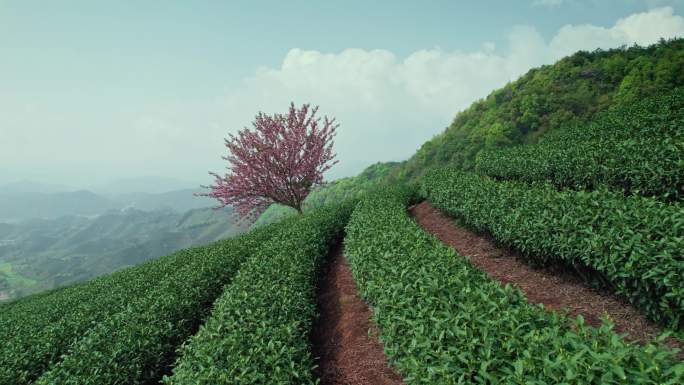 高山茶园 樱花