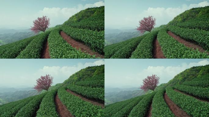 高山茶园 樱花