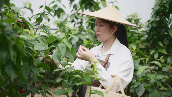 中年女性在果园采摘小樱桃