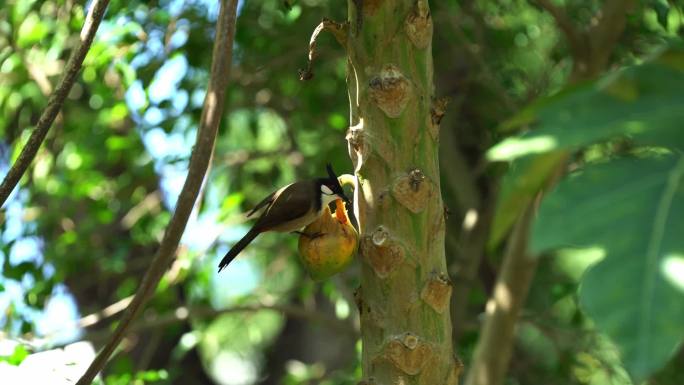 鸟 林中小鸟   鸟儿觅食 小鸟吃木瓜