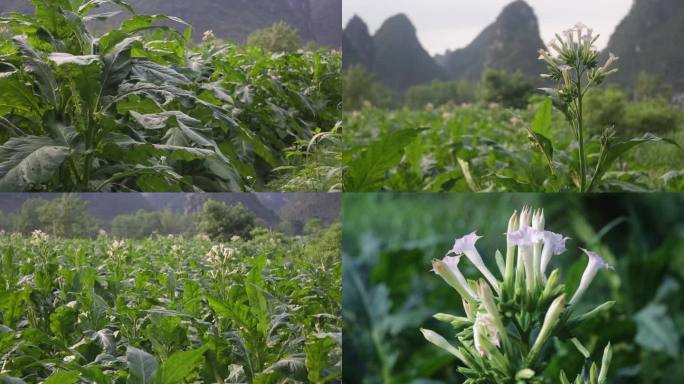 烟叶视频烟草种植烤烟烟田种烟