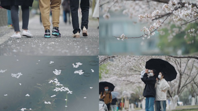 雨天的樱花 武汉西北湖