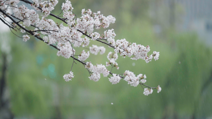 雨天的樱花 武汉西北湖