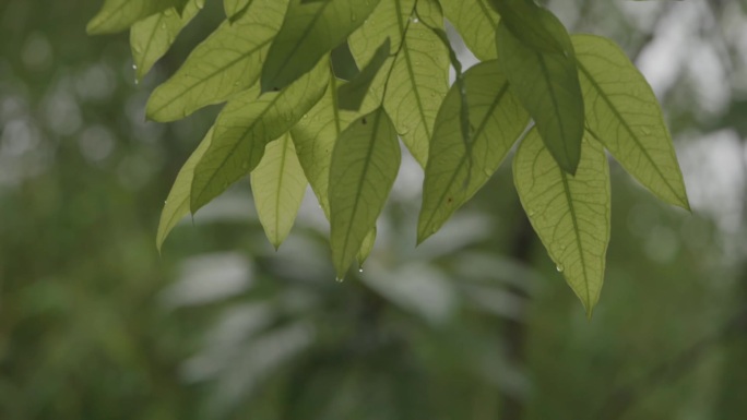 雨滴 植物