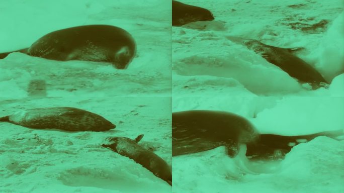 早期南极的海豹