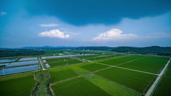 南京 溧水 生态示范区 田野 农田 生长