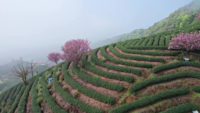 高山茶园 樱花