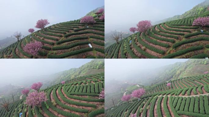 高山茶园 樱花