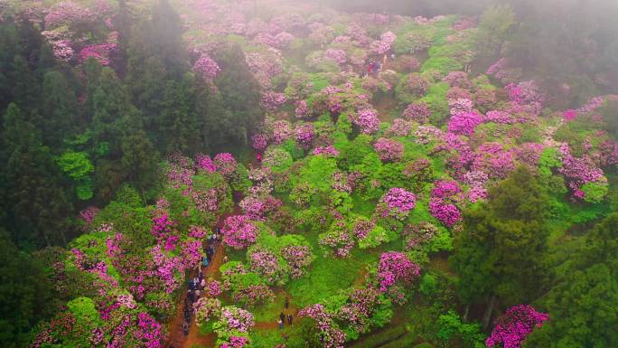 浙江天台山华顶森岭公园杜鹃花盛开