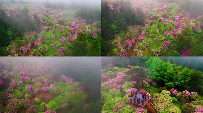 浙江天台山华顶森岭公园杜鹃花盛开