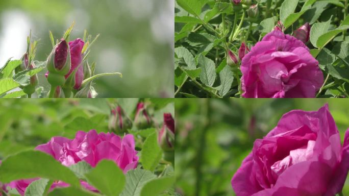 玫瑰花蜜蜂采蜜花蕊花朵春暖花开春暖花开