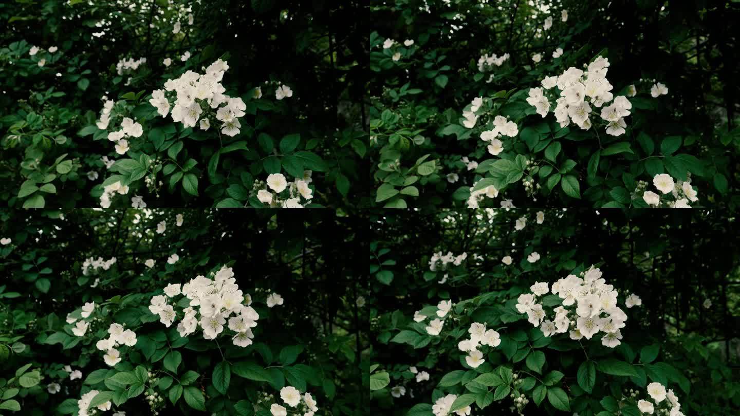 阴有小雨-盛开的白色蔷薇花