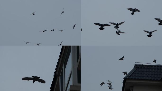 鸽子飞翔