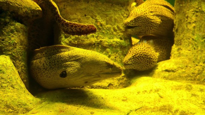 豹纹海鳝4k视频素材
