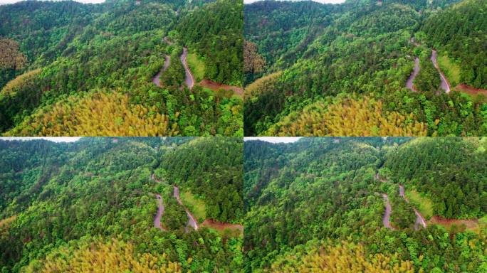 浙江天台山华顶森岭公园杜鹃花盛开