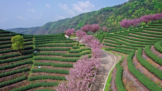 高山茶园 樱花