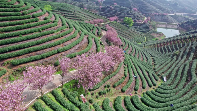 高山茶园 樱花