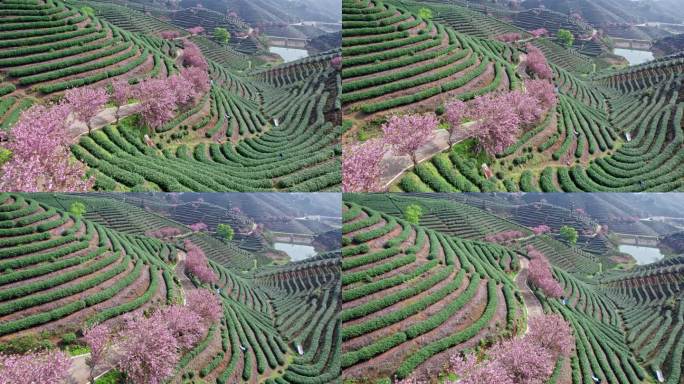 高山茶园 樱花